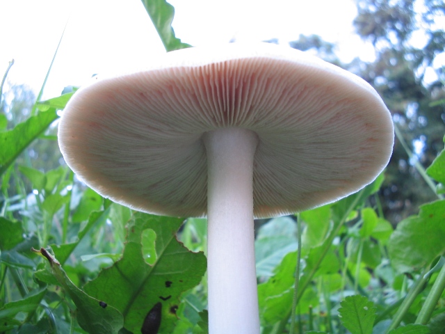 Volvariella gloiocephala